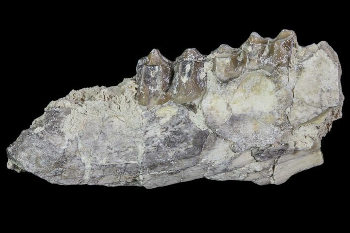 Oreodont Jaw Section With Teeth - South Dakota #81948